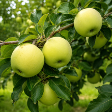 Malus domestica 'Yellow Transparent'
