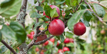 Malus domestica 'Ambrosia'