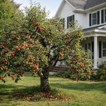 Malus domestica 'Ambrosia'