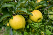Malus domestica 'Delicious Yellow'