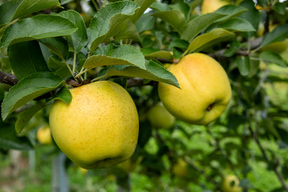 Malus domestica 'Delicious Jaune'