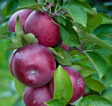 Malus domestica 'Delicious Rouge'