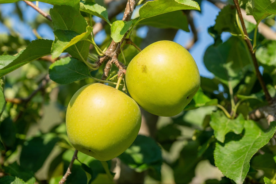 Malus domestica 'Golden Sentinel'