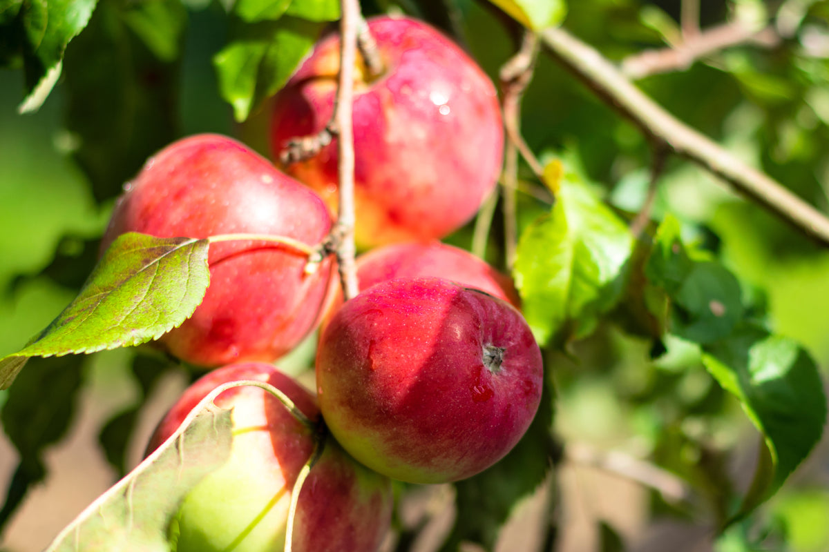 Malus domestica 'Melba'