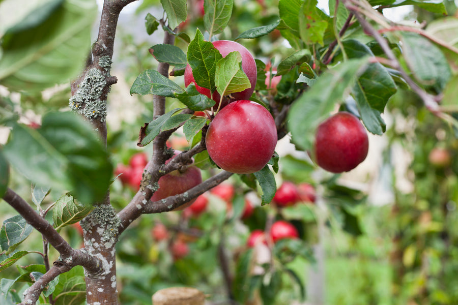 Malus domestica 'Royal Cortland'
