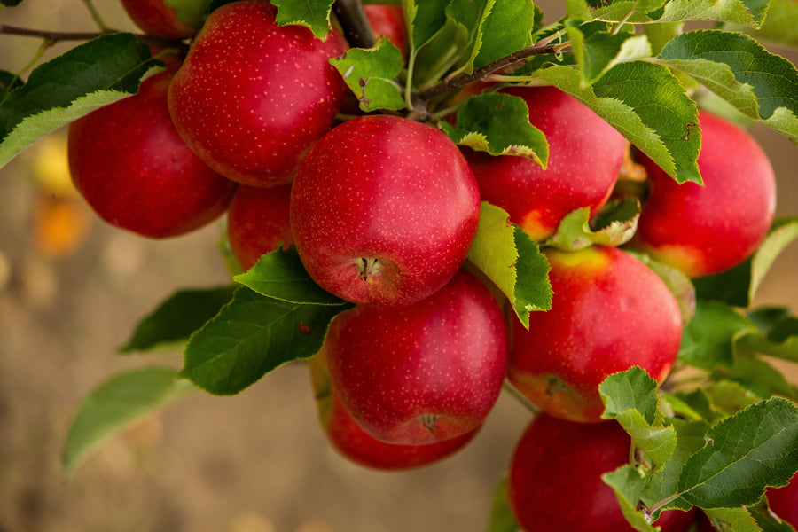 Malus domestica 'Royal Gala'