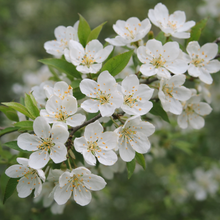 Malus sargentii 'Tina'