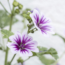 Mauve Sylvestre 'Zebrina'