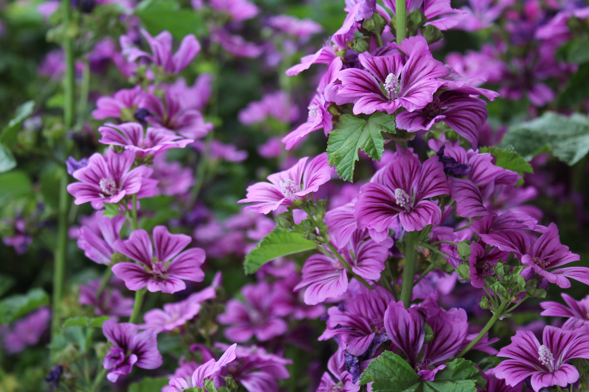 Malva sylvestris 'Zebrina'