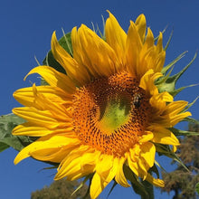 Tournesol 'Mammoth Grey Stripe' bio