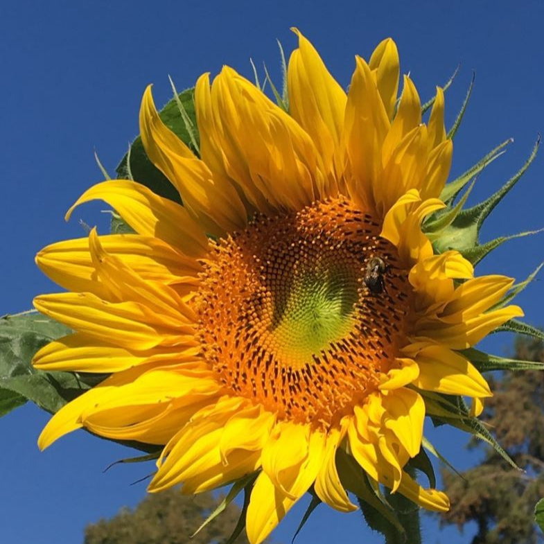 Tournesol 'Mammoth Grey Stripe' bio