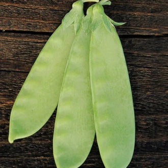 Organic 'Mammoth Melting' Snow Pea Seeds by Gaia, product image prepared for Canadian gardeners.