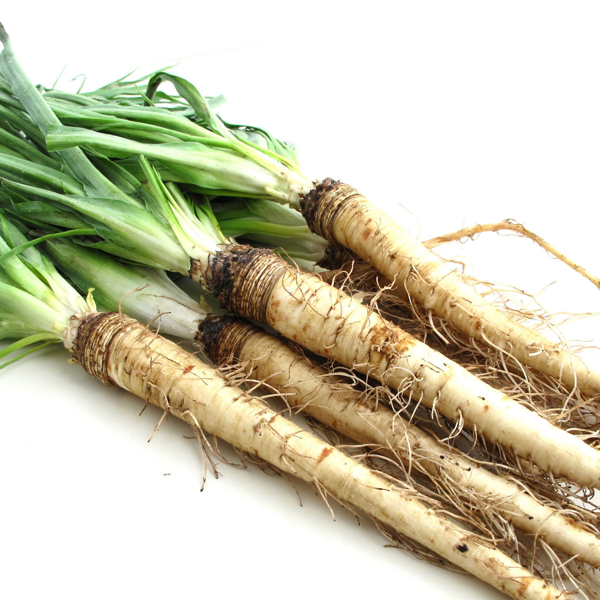 Salsify 'Mammoth Sandwich Island'