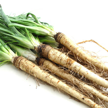 Salsify 'Mammoth Sandwich Island'