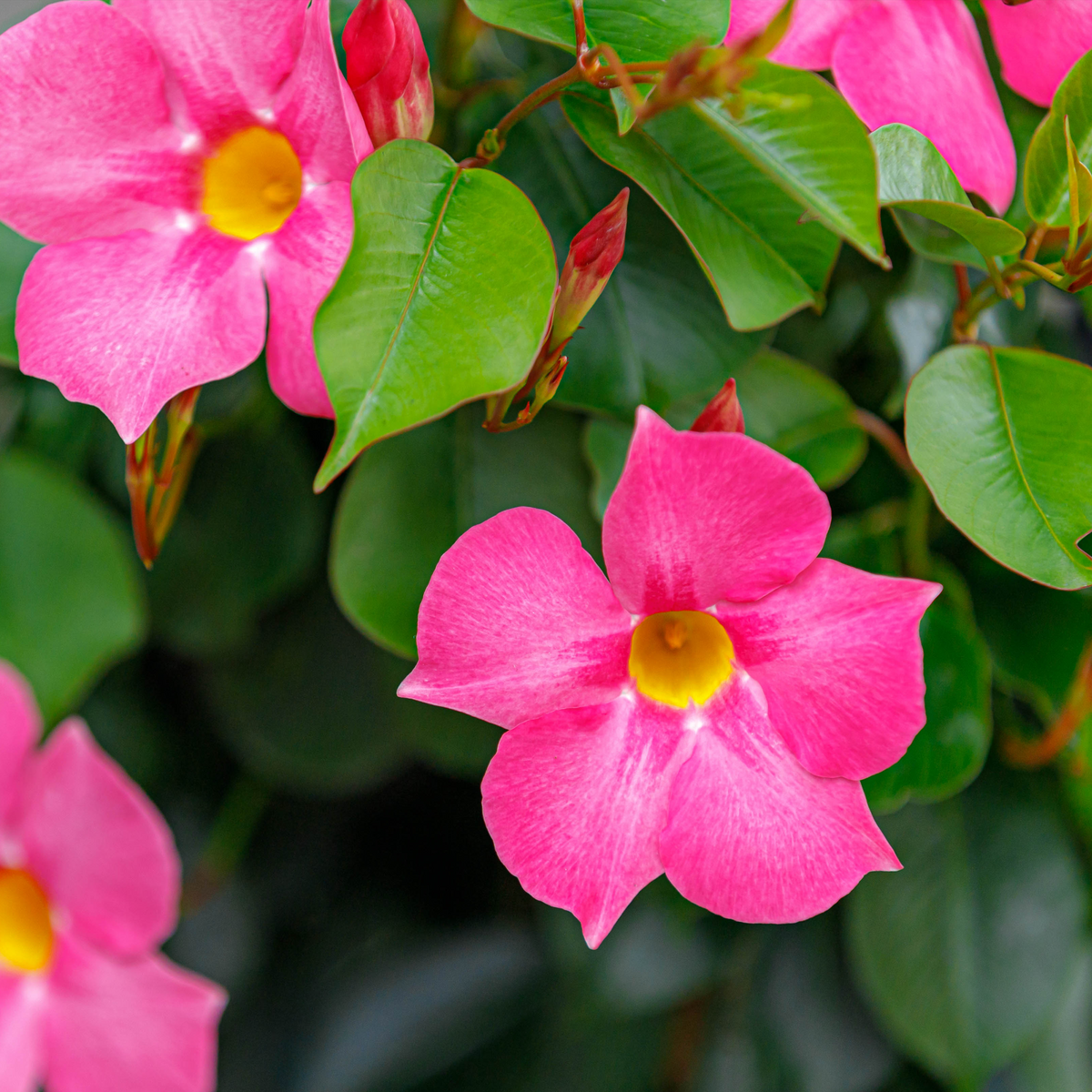 Mandevilla
