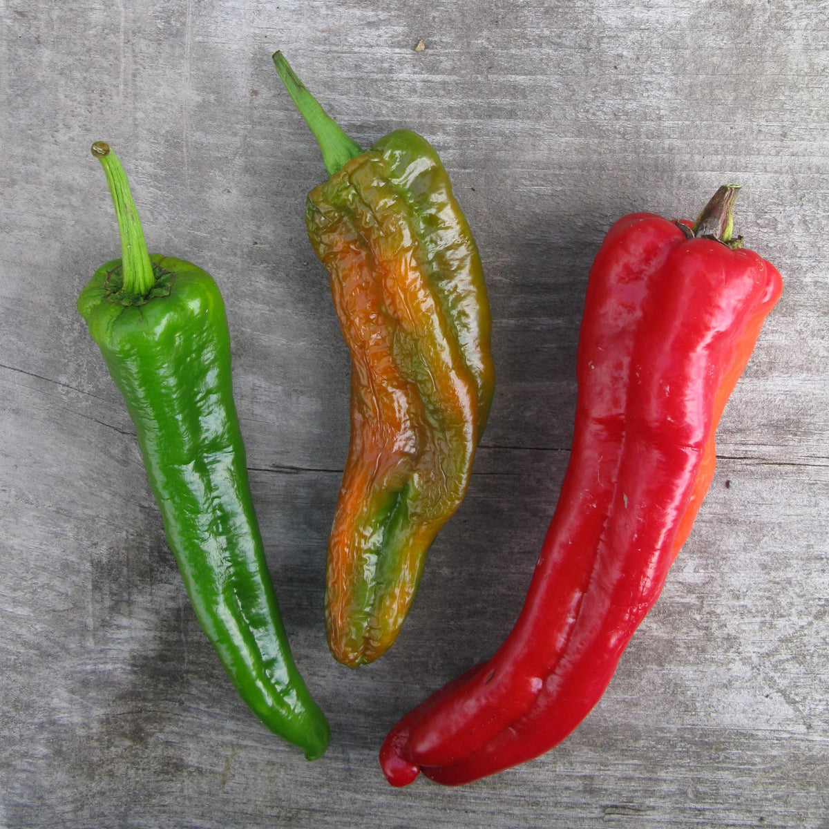 Organic 'Marcato' Pepper