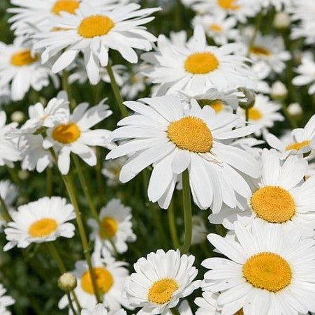 Marguerite oxeye