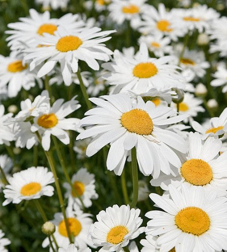 Semences Marguerite commune (Leucanthemum vulgare)
