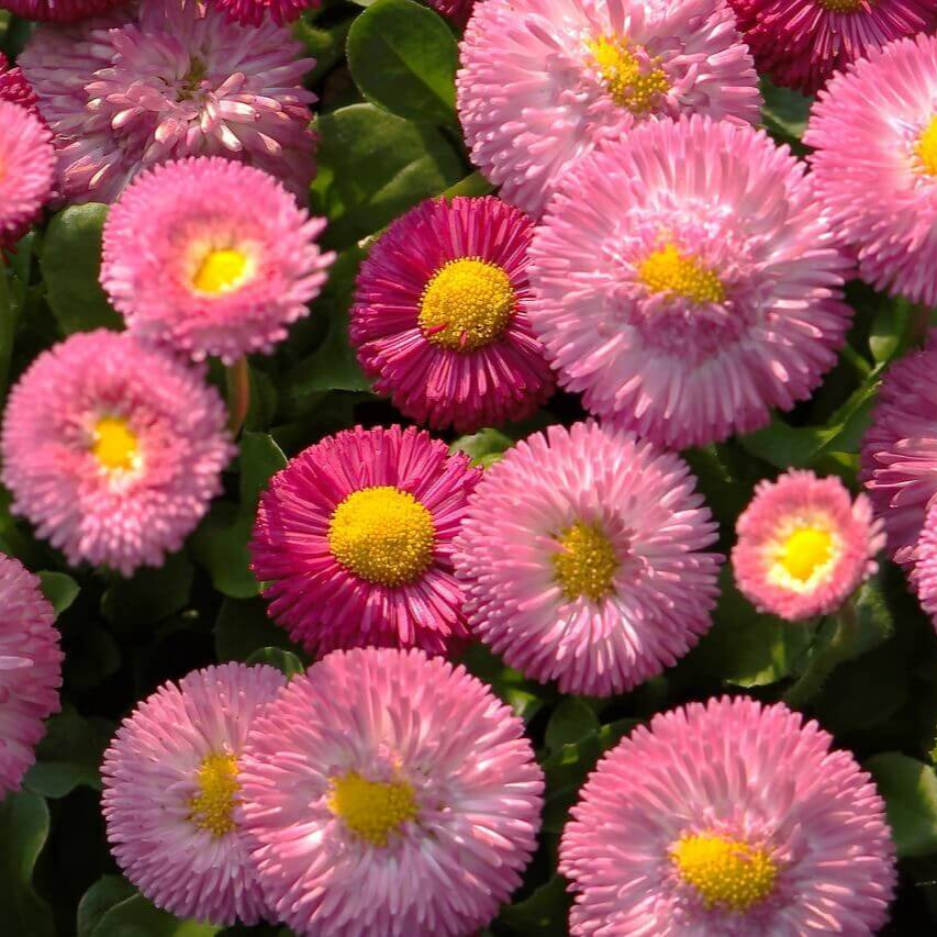 Daisy Bell 'Giant Double Mixed English'