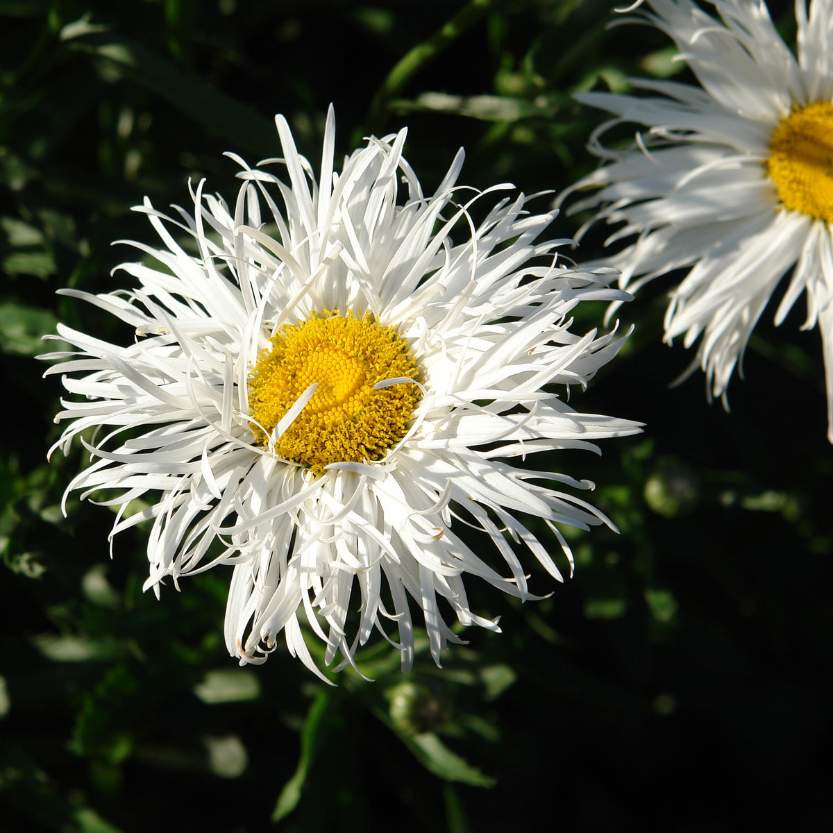 Daisy 'Crazy Daisy Double' 