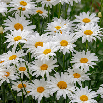 De nombreuses fleurs blanches aux pétales allongés entourent des disques jaunes presque plats. Les corolles se répartissent à différents niveaux et se chevauchent par endroits. Des tiges vertes fines et des feuilles étroites remplissent le bas et le fond. Plusieurs fleurs sont partiellement cadrées le long des bords, dans cet ensemble surtout blanc et vert.
