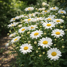 Fleur Leucanthemum superbum 'Sweet Daisy Jane' en extérieur avec feuillage vert flou et lumière naturelle douce