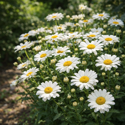 Fleur Leucanthemum superbum 'Sweet Daisy Jane' en extérieur avec feuillage vert flou et lumière naturelle douce