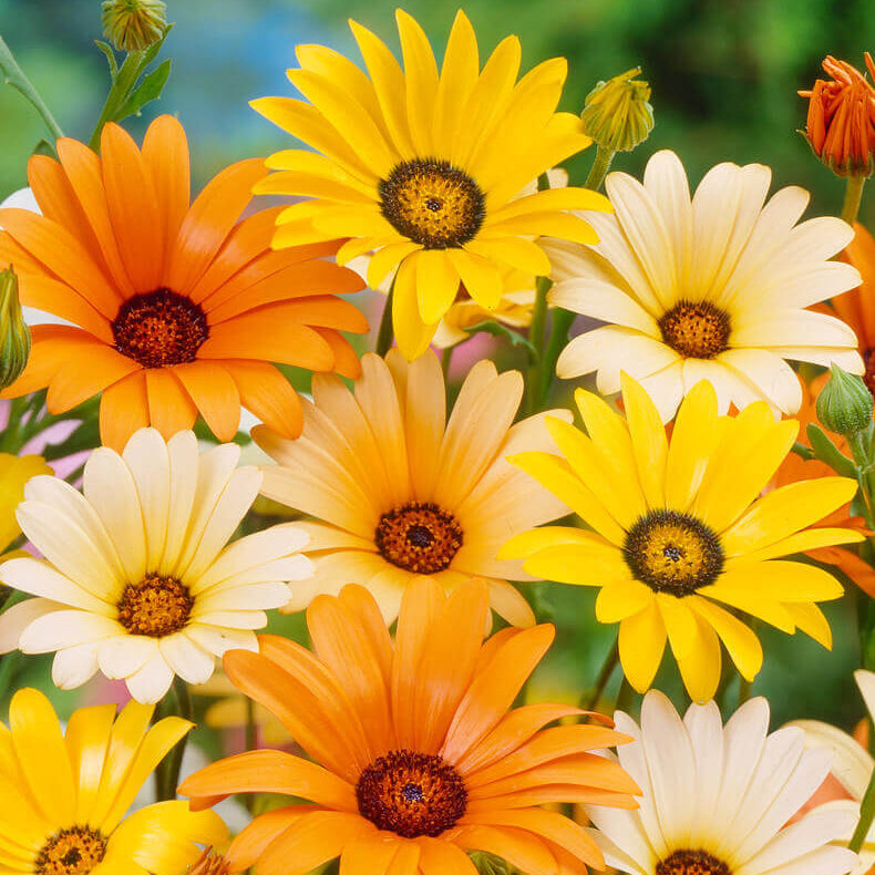 Marguerite africaine 'Aurantica Hybride'