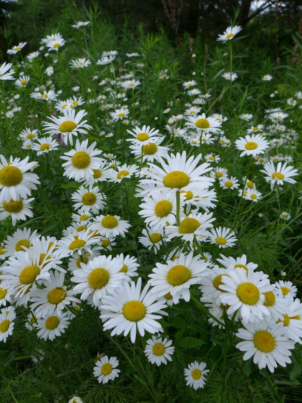 common daisy