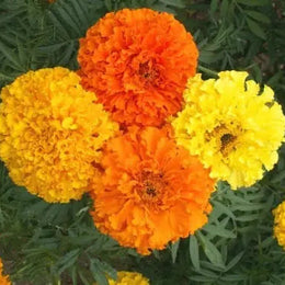 Oeillet d'Inde mélange 'African Giant Crackerjack'