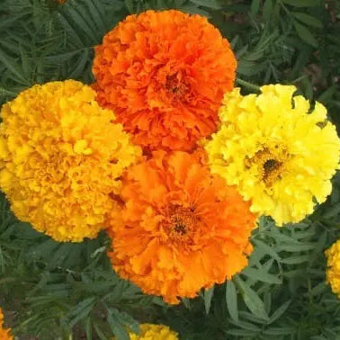 Marigold – African Giant Crackerjack Mix