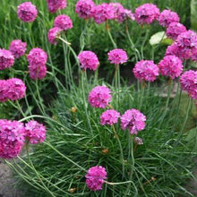 Armeria maritima 'Splendens' 