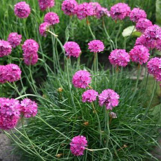 De petites boules de fleurs rose vif se dressent sur des tiges fines. Leurs contours arrondis contrastent avec les touffes de feuilles vertes très étroites qui les accompagnent. Les tiges, peu feuillues dans leur partie visible, séparent les têtes florales de la masse de feuilles. Le cadrage montre ainsi des formes rondes roses au-dessus de lignes végétales allongées.