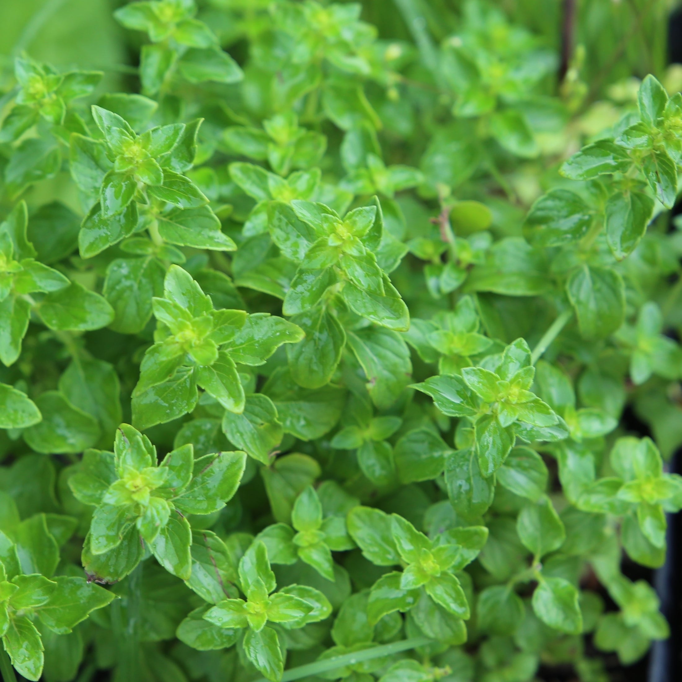 Marjoram