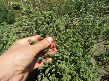 Marjoram