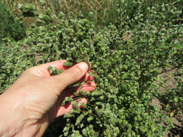 Marjoram
