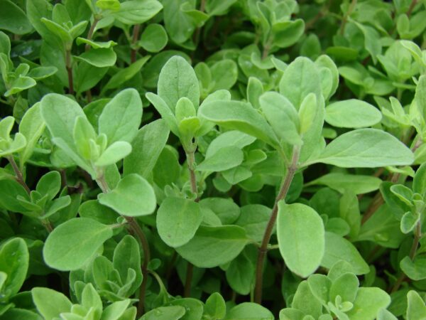 Semences Marjolaine douce (Origanum majorana)