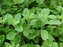 Semences Marjolaine douce (Origanum majorana)