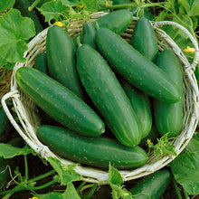  Cucumber 'Marketmore'