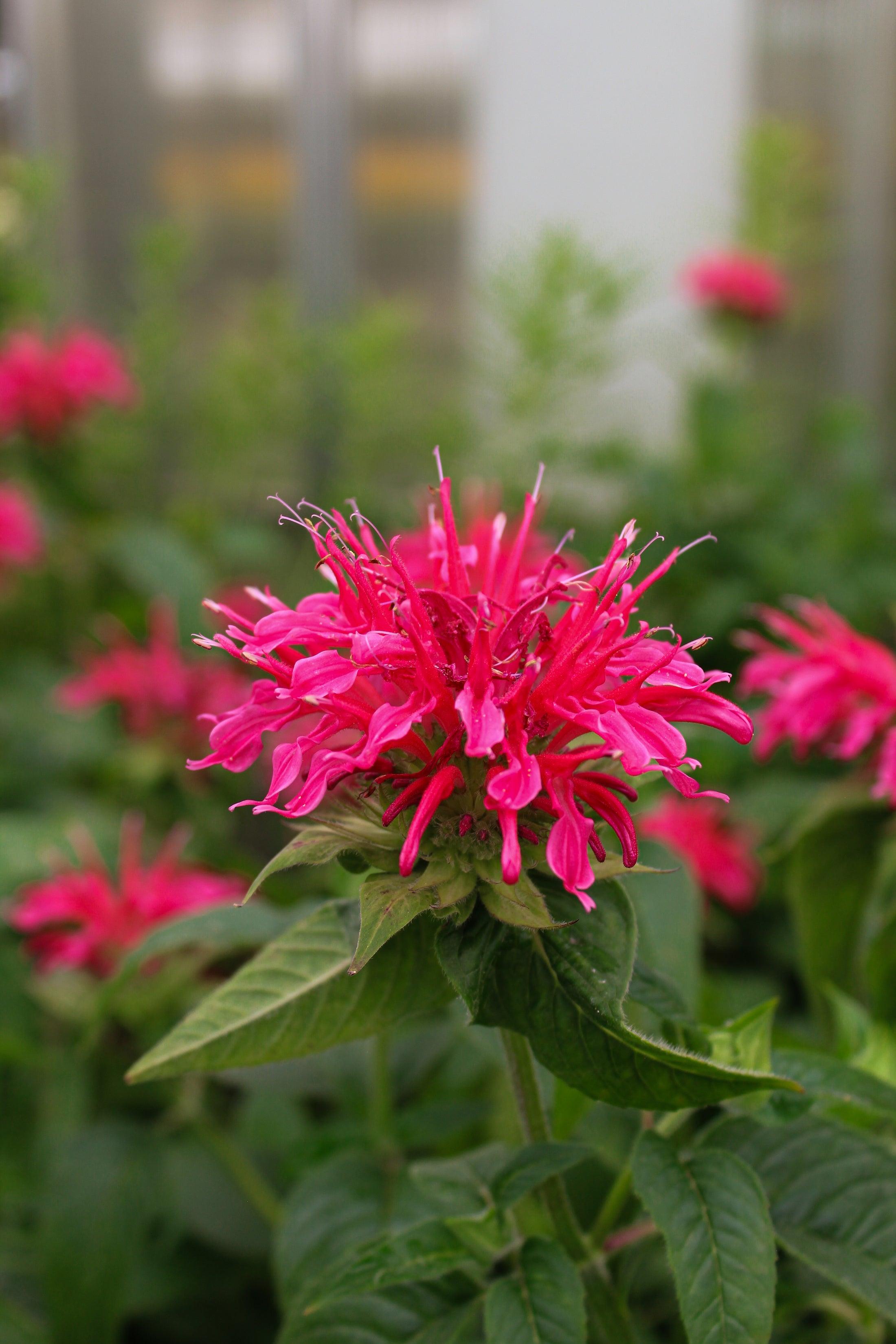 Monarda didyma 'Coral Reef'