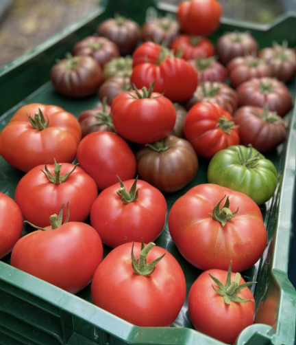 Tomate Marnero F1 – Gaia Organic Seeds