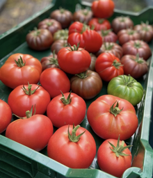 Tomate Marnero F1 – Gaia Organic Seeds