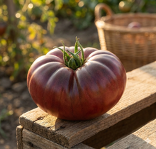 Tomate ‘Marnouar F1’ – semences Gaia