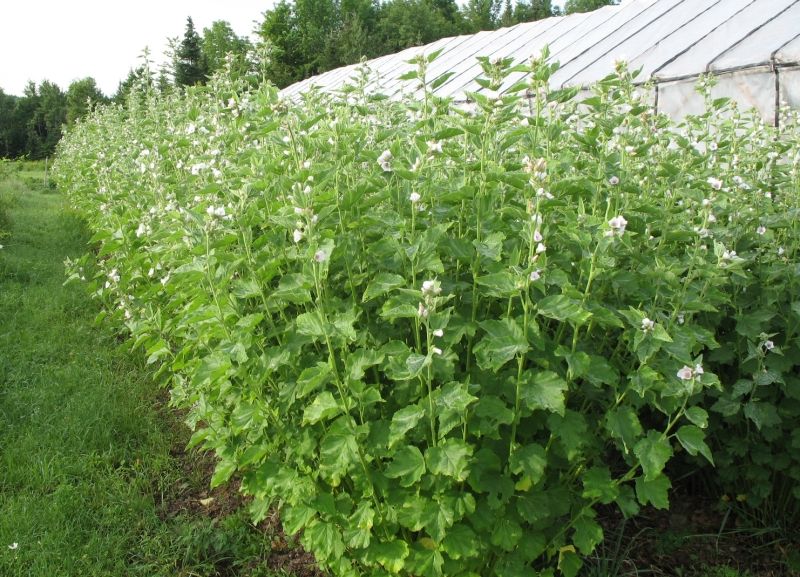 Sachet de 25 graines de guimauve produites écologiquement ( Althaea officinalis ), vivace patrimoniale de 90 à 150 cm pour les sols frais et ensoleillés. Lisez les indications du sachet avant de commencer et conservez l’étiquette pour suivre la variété pendant toute la saison. Préparez un substrat propre, meuble et bien drainé, puis humidifiez-le avant de déposer les graines afin de limiter leur déplacement.