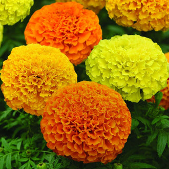 Plusieurs grosses fleurs rondes présentent des tons jaune citron, jaune doré et orange. Une fleur orange se place au bas du centre, devant une fleur plus claire située à droite. Les pétales ondulés sont serrés en nombreuses couches. Des feuilles vertes finement découpées remplissent les espaces, sur un fond mêlant feuillage et fleurs.