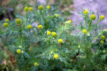 Fragrant chamomile