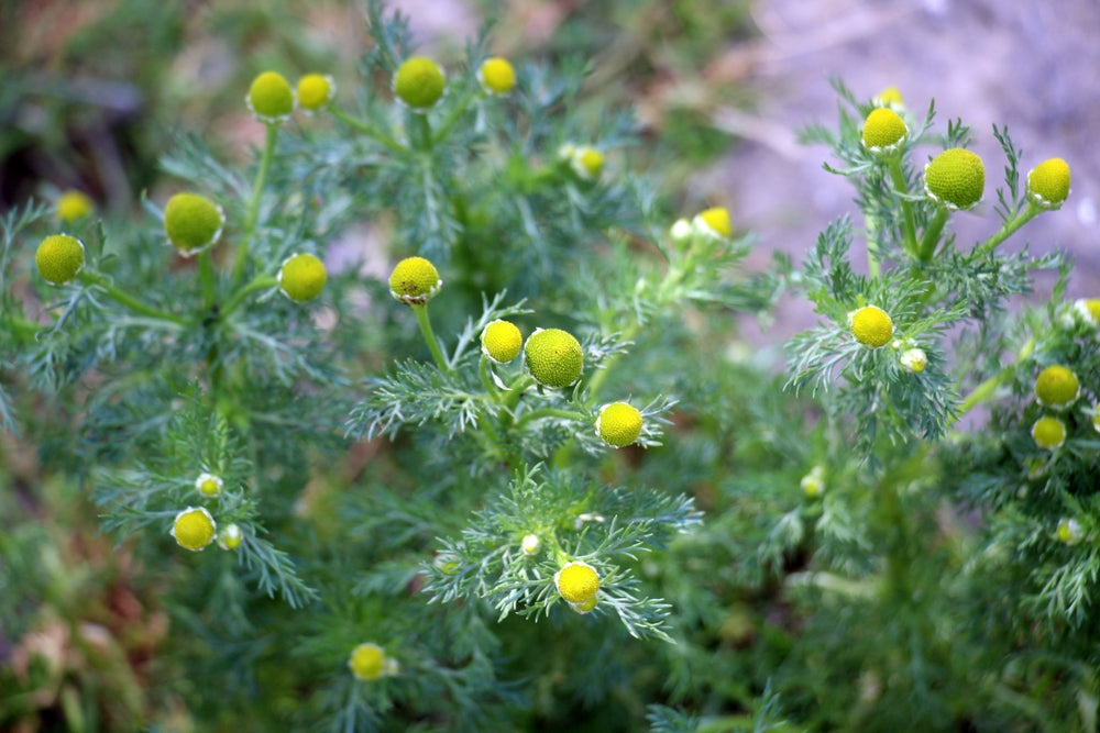 Fragrant chamomile