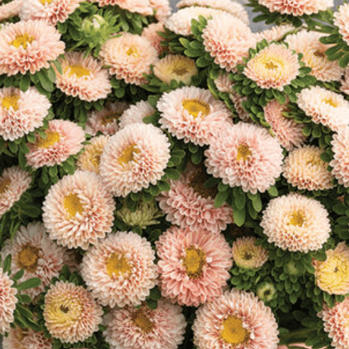 Organic Aster 'Matsumoto Apricot'