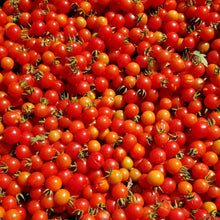 Tomato 'Matt's Wild' organic