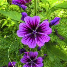 Mauve 'Braveheart'